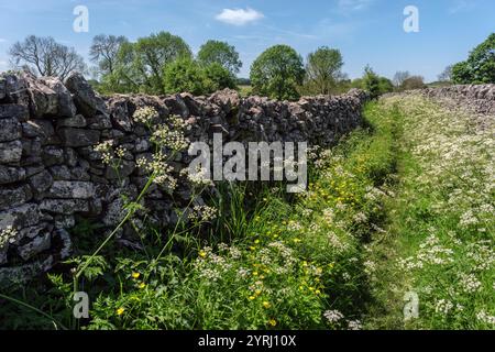 Kuh-Petersilie und Butterblumen wachsen entlang eines Fußweges in der Nähe des Peak District Dorfes Monyash in Derbyshire Stockfoto