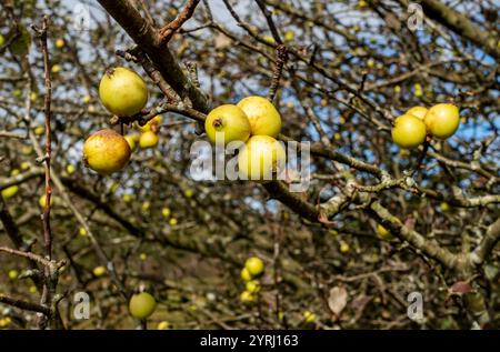 Nahaufnahme von Crabapples Fruchtfrüchten auf einem Crabapple Baum im Herbst England Großbritannien Großbritannien Großbritannien Großbritannien Großbritannien Großbritannien Großbritannien Großbritannien Großbritannien Großbritannien Großbritannien Großbritannien Großbritannien Großbritannien Stockfoto