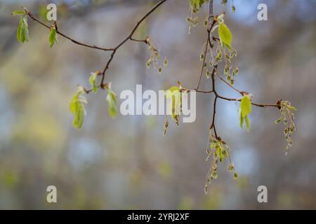 Nahaufnahme androgyner Blüten einer flatternden Ulme (Ulmus laevis). Blüte einer flatternden Ulme (Ulmus laevis) im Frühjahr. Stockfoto