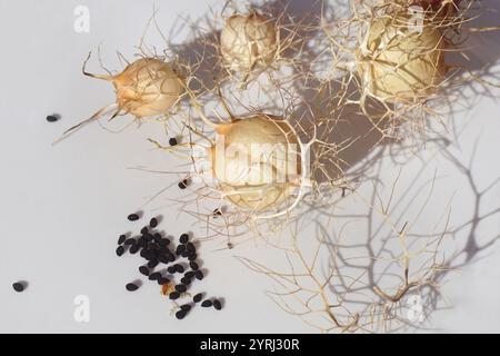 Schwarzer Kümmel, Nigella damascena Samenkapseln und Samen auf weißem Hintergrund aus einem niederländischen Garten. Niederlande, Februar Stockfoto