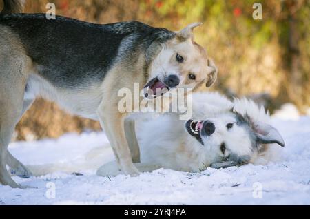 Zwei Hunde spielen im Schnee. Stockfoto