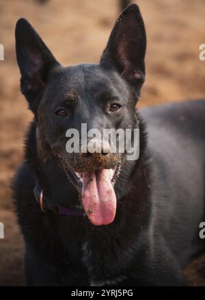 Schöner, glücklicher schwarzer Hund, bedeckt mit Dreck. Stockfoto