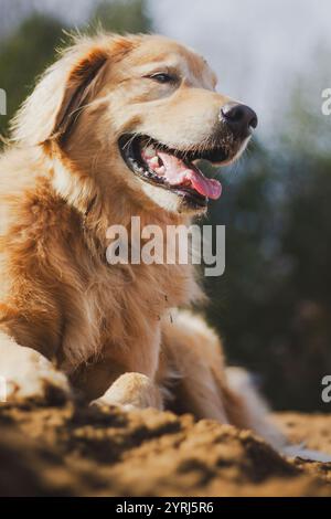 Blick aus dem niedrigen Winkel auf einen älteren Golden Retriever, der die Sonne genießt und im Sand liegt. Stockfoto