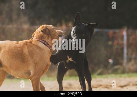 Schwarzer Hund mit großen Ohren, der mit einem goldenen labrador in der warmen Sonne spielt. Stockfoto