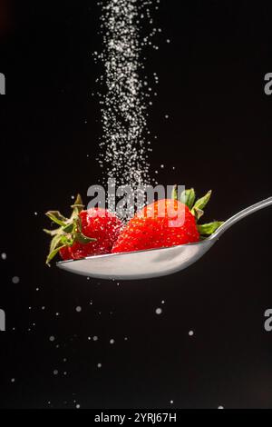 Zucker, der auf ein Paar Erdbeeren fällt, auf einem silbernen Löffel mit schwarzem Hintergrund Stockfoto