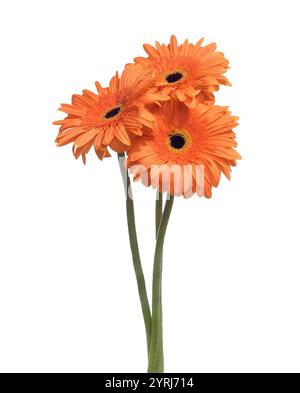 Drei Gerbera-Blüten von oranger Farbe isoliert auf weißem Hintergrund. Stockfoto