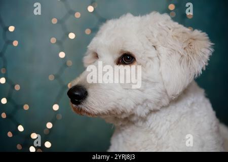 Porträt eines Goldendoodles auf weihnachtlichem Hintergrund Stockfoto