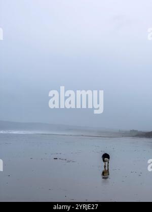 Border Collie Hund, der auf nassem Sand an einem nebeligen Strand spaziert Stockfoto