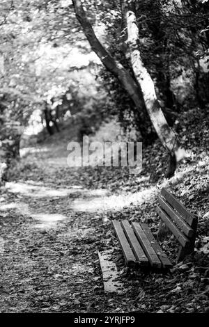 Schwarzweißbild einer leeren Bank am Rande eines Weges in einem Wald Stockfoto