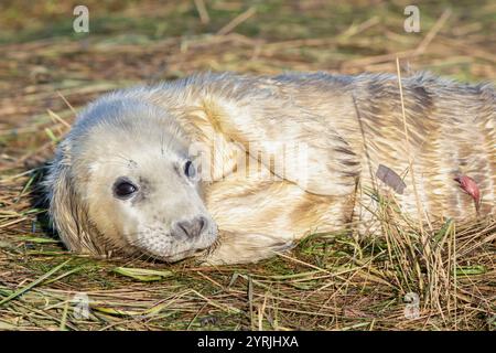 Donna Nook Lincolnshire Fens Donna Nook Nature Reserve Neugeborenes Grausiegel Halichoerus grypus atlantica Lincolnshire England Großbritannien GB Europa Stockfoto