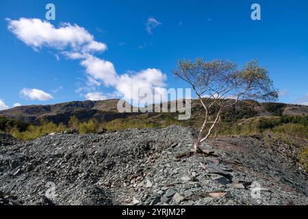 Landschaft zwischen Hodge Close Steinbruch und Little Langdale nördlich von Coniston im Lake District Nationalpark. Stockfoto