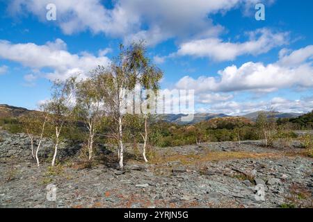 Landschaft zwischen Hodge Close Steinbruch und Little Langdale nördlich von Coniston im Lake District Nationalpark. Stockfoto