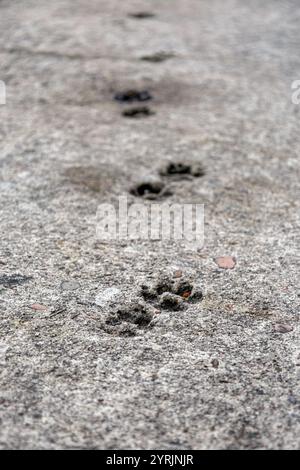 Cat Pfow-Abdrücke, die in einen Betonweg eingeprägt sind. Hintergrundbild für Tierspuren. Selektiver Fokus. Beschädigter Zementboden, Baustellenprobleme Stockfoto