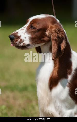 Waliser Springer Spaniel Porträt bei einer Hundeshow in New York Stockfoto