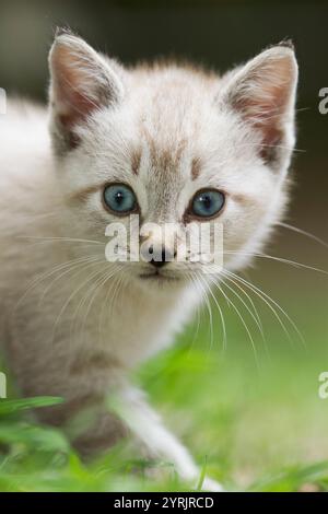 Weißes Kätzchen mit breiten blauen Augen geht durch ein grasbewachsenes Feld. Stockfoto