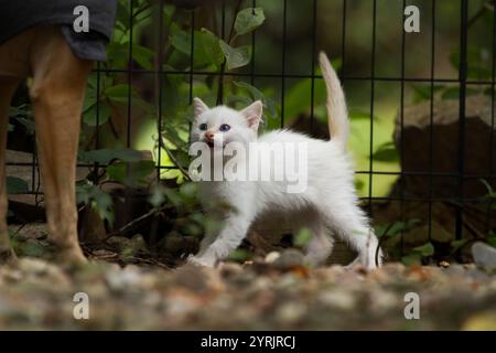 Kleines weißes Kätzchen friert vor Angst beim Anblick eines großen Hundes. Stockfoto