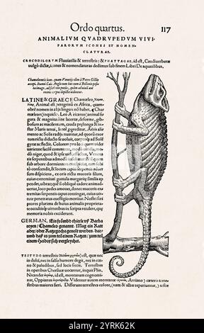 Antike Tierillustration aus Icones Animalium von Conrad Gessner. Gravur aus dem 16. Jahrhundert mit einem Chamäleon. Perfekt für Sammler und Kunstsammler Stockfoto