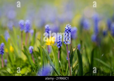 Frühe Frühlingsblüte Traubenhyazinthe. Armenische Traubenhyazinthe oder Gartentraubenhyazinthe (Muscari armeniacum) blaue Blüten im frühen Frühjahr. Stockfoto