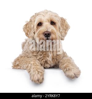 Senior Labradoodle-Hund, der nach vorne hin liegt. Blick auf die Kamera mit sanften braunen Augen. Isoliert auf weißem Hintergrund. Stockfoto