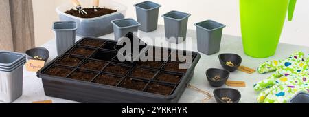 Vorbereitung für Frühjahrsarbeiten im Garten, Pflanzen von Tomaten- und Pfeffersamen auf Setzlinge zu Hause, Tisch mit Kunststoffbehältern für Setzlinge, Banner Stockfoto