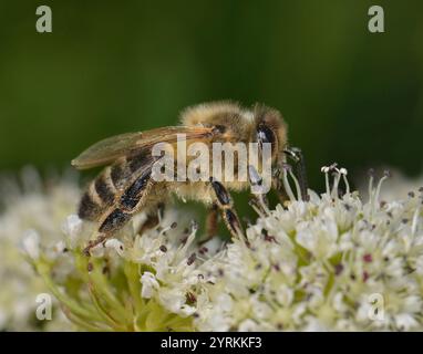 Eine Honey Bee, APIs mellifera, füttert und bestäubt Hemlock Wassertropfwürze auf dem Kanalschleppweg. Eine gut fokussierte Nahaufnahme dieser arbeitenden Insekten. Stockfoto