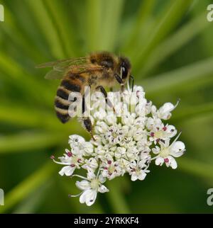 Eine Honey Bee, APIs mellifera, füttert und bestäubt Hemlock Wassertropfwürze auf dem Kanalschleppweg. Eine gut fokussierte Nahaufnahme dieser arbeitenden Insekten. Stockfoto