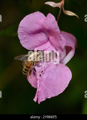 Eine Honigbiene, APIs mellifera, die in die Himalaya-Balsamblume eindringt. Pollen auf dem Thorax zeigen an, dass er andere Balsamblüten besucht hat. Pollenieren. Stockfoto