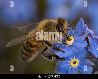 Eine Nahaufnahme und gut fokussierte Honey Bee, APIs mellifera, trinkt Nektar aus einer Vergissmeinnicht-Blume. Sammeln von Pollen, Füttern und Bestäuben. Stockfoto