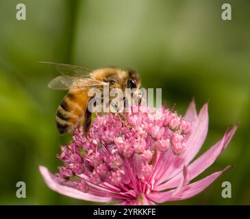 Eine Honigbiene, APIs mellifera, ernährt sich von einer rosafarbenen, größeren Traumblume. Nahaufnahme und gut fokussiert mit einem natürlichen, unscharfen, kontrastierenden Hintergrund. Stockfoto