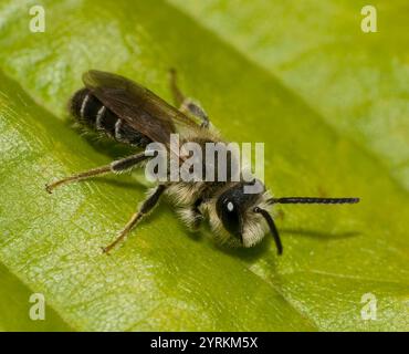 Eine Kuckuckbiene, Melecta albifrons, die auf einem Blatt ruht. Das ist ein hervorragendes Beispiel für diese Biene. Gut fokussiert, aus nächster Nähe und mit guten Details. Stockfoto