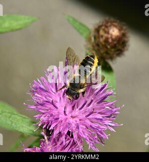 Eine gut fokussierte Leafcutter-Biene, Megachile centuncularis, ernährt sich von Knabenkraut in einer natürlichen Umgebung. Nahaufnahme mit guten Details und unscharfem Hintergrund. Stockfoto