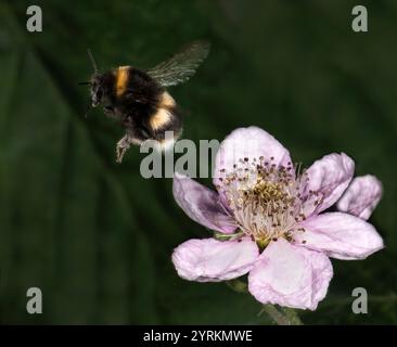 Eine Weissschwanzhummel, die von einer Brombeerblume wegfliegt. Bumbus lucorum, der von einer Brombeerblume wegfliegt. Nahaufnahme, fokussiert und fliegt. Stockfoto