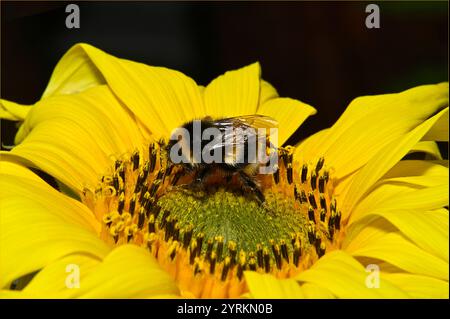 Bumbus Lucorum, Weißschwanz Stockfoto