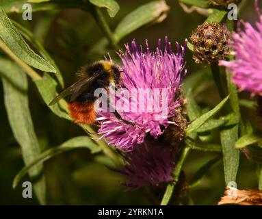 Eine weibliche Heidelbeerhummel, Bombus Monticola, ernährt und sammelt Pollen von Riesenknapweed-Blüten. Nahaufnahmen und gut fokussierte Bilder. Stockfoto