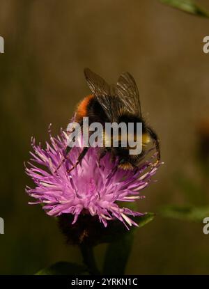 Eine weibliche Heidelbeerhummel, Bombus Monticola, ernährt und sammelt Pollen von Riesenknapweed-Blüten. Nahaufnahmen und gut fokussierte Bilder. Stockfoto