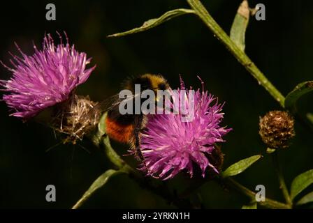 Eine weibliche Heidelbeerhummel, Bombus Monticola, ernährt und sammelt Pollen von Riesenknapweed-Blüten. Nahaufnahmen und gut fokussierte Bilder. Stockfoto