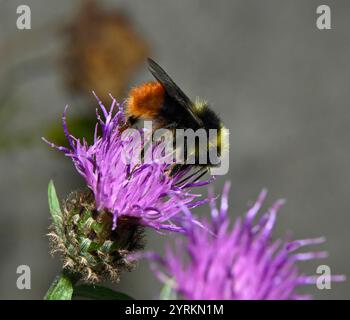 Eine weibliche Heidelbeerhummel, Bombus Monticola, ernährt und sammelt Pollen von Riesenknapweed-Blüten. Nahaufnahmen und gut fokussierte Bilder. Stockfoto