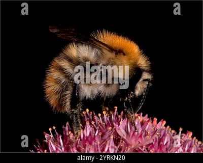 Eine gut fokussierte Seitenansicht einer gewöhnlichen Carderbiene, Bombus Pasquorum, die von einem Blumenkopf ernährt. Nahaufnahme und gut fokussiert mit guten Details. Hummel. Stockfoto