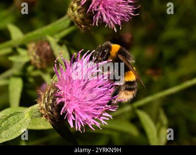 Eine Seitenansicht einer Hummel, Bombus Terrestris, die sich von einem großen Knabenkraut ernährt. Gut fokussiert mit guten Details der Biene und der Blume. Stockfoto