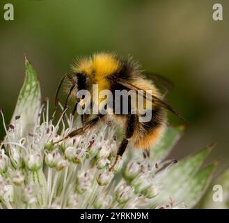 Eine Nahaufnahme und gut fokussierte Seitenansicht einer Buff-Tail-Biene, Bombus Terrestris, die sich von großem Meisterwort ernährt. Im Freien mit verschwommenem Hintergrund aufgenommen. Stockfoto