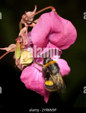 Ein Blick von oben auf eine Hummel, Bombus Terrestris, die in eine Himalaya-Balsamblume eindringt, um Nahrung zu sammeln. Gut fokussiert mit schwarzem Hintergrund. Stockfoto