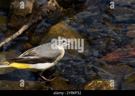 Auf der Jagd nach Nahrung thront ein grauer Bachstelz auf Felsen an einem sonnigen Ort an einem fließenden Bach. Stockfoto