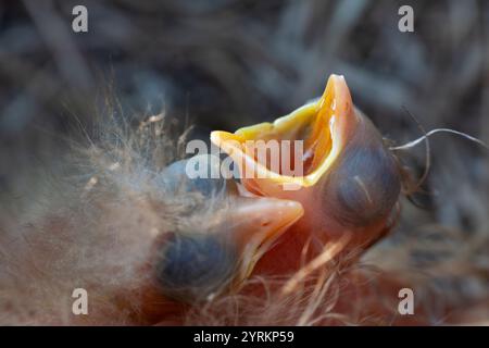 Nahaufnahme von gemeiner Schwarzvogel (Turdus merula) Küken mit offenem Schnabel, die auf Essen warten Stockfoto
