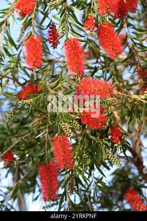 Trauerbürste oder Creek Bottlebrush, Melaleuca viminalis, Myrtaceae. New South Wales, Queensland und Western Australia. Stockfoto