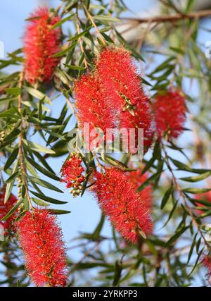 Trauerbürste oder Creek Bottlebrush, Melaleuca viminalis, Myrtaceae. New South Wales, Queensland und Western Australia. Stockfoto