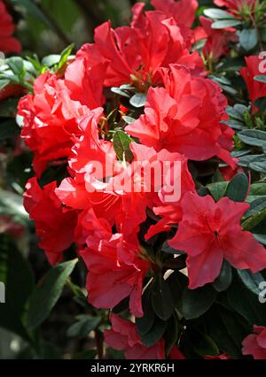 Rote Azaleen, Rhododendron simsii, Ericaceae. Taiwan und Myanmar. Es ist ein zwielichtiger immergrüner oder halbimmergrüner Sträucher mit eiförmigen Blättern. Stockfoto