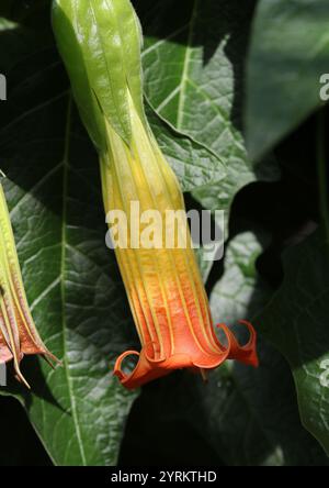 Engelstrompeten, Brugmansia vulcanicola, Solanaceae. Westliches Tropisches Südamerika. Der native Bereich ist SW. Kolumbien nach Süd-Zentral-Ecuador. Stockfoto