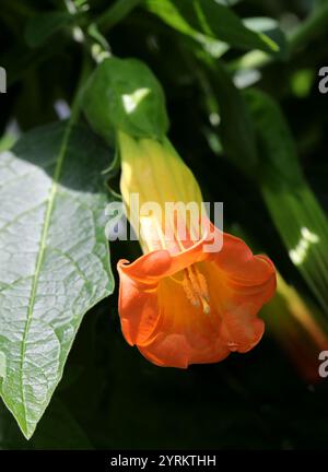 Engelstrompeten, Brugmansia vulcanicola, Solanaceae. Westliches Tropisches Südamerika. Der native Bereich ist SW. Kolumbien nach Süd-Zentral-Ecuador. Stockfoto