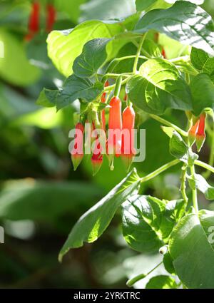 Brillante Fuchsia, Fuchsia fulgens, Onagraceae. Nord- und Zentralmexiko und Zentralamerika. Stockfoto