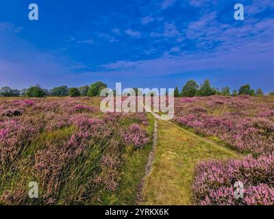 Sommerlandschaft Balloërveld mit blühendem Heidekraut und unbefestigtem Wanderweg in die Unendlichkeit mit einigen Birken und Eichen am Horizont vor einem Stockfoto